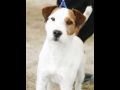 parson-russell-terrier-suzans-pride-gullit 6