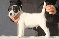 Nock Rivers Theodor Parson Russell Terrier thumb