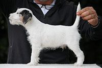 Vincent parson russell terrier puppy thumb