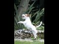cucciola-parson-russell-terrier 01