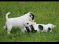 cuccioli-parson-russell-terrier-puppies 01