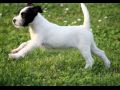 cucciola-parson-russell-terrier-puppy
